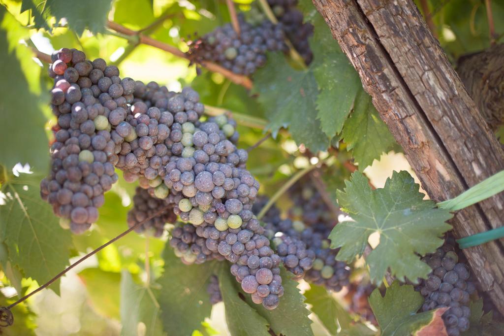 Podere Il Poggiolo Понтассьеве Экстерьер фото